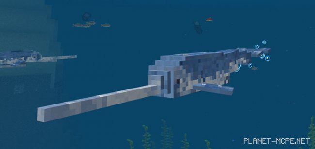 Narwhal