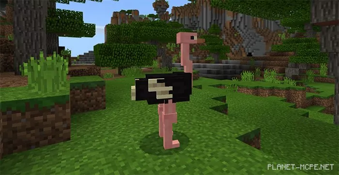 Ostrich