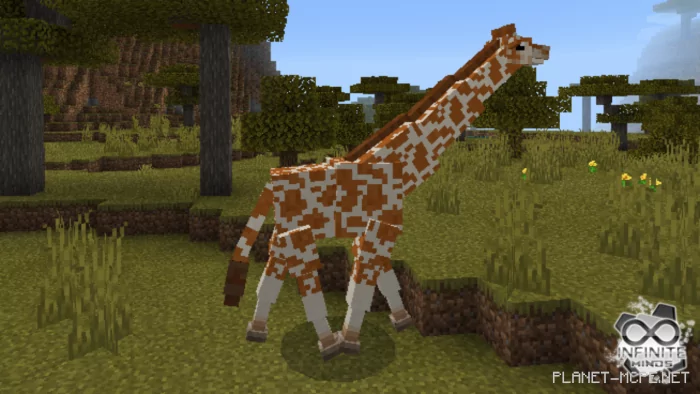 Giraffes