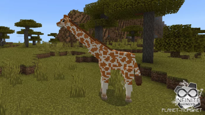 Giraffes