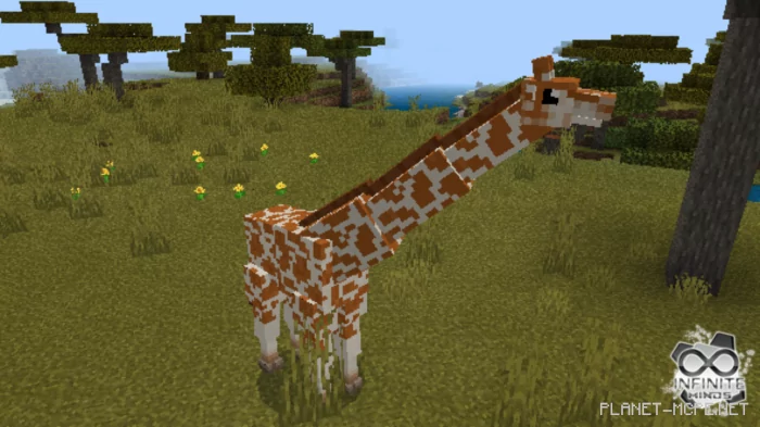 Giraffes