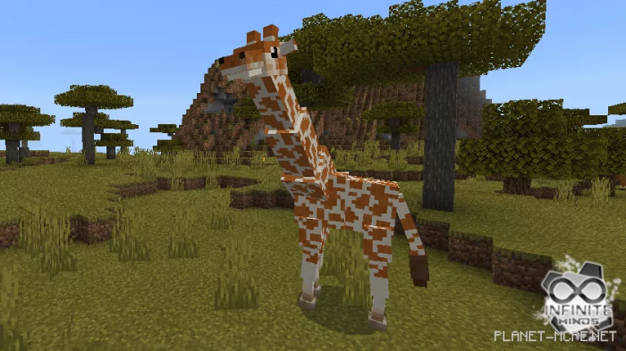 Giraffes