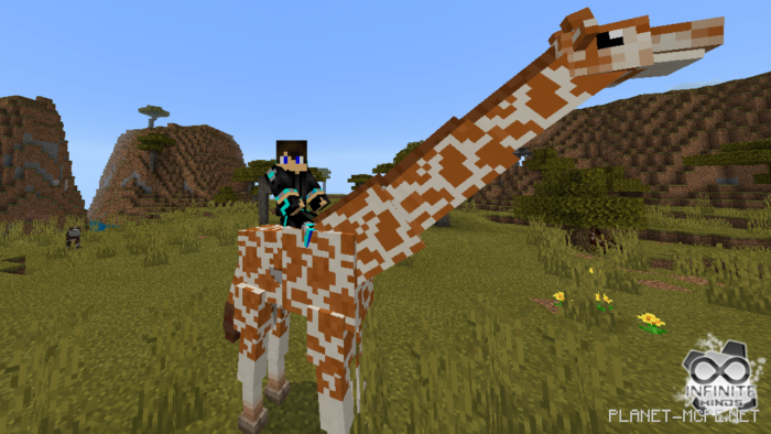 Giraffes