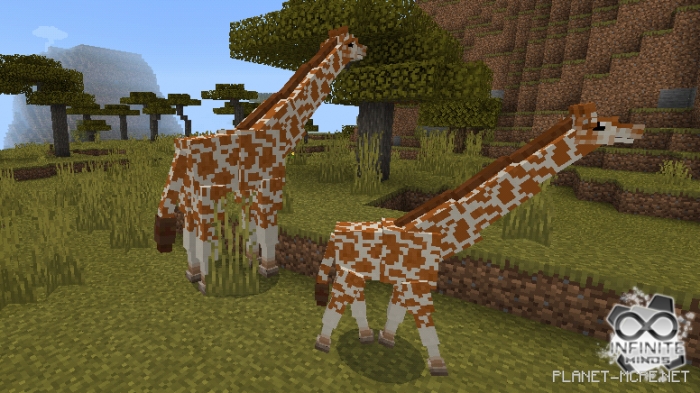 Giraffes