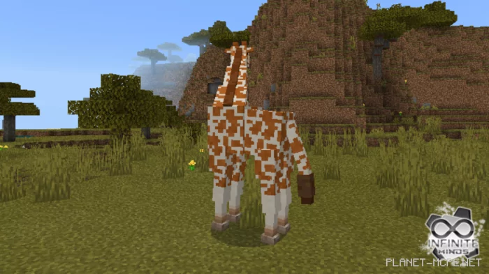 Giraffes