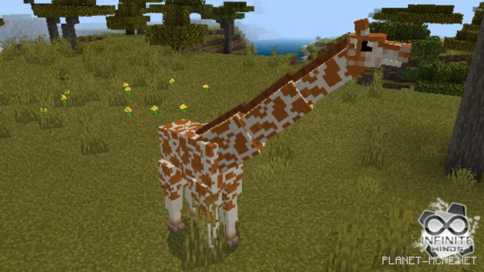 Giraffes