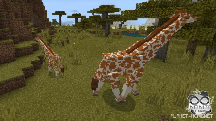 Giraffes