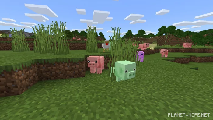 Pet Pigs!