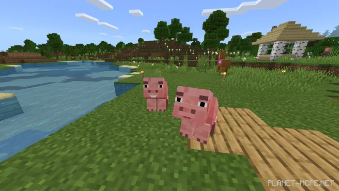 Pet Pigs!