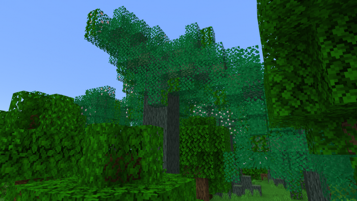 Бакаут | Мод Лесные деревья