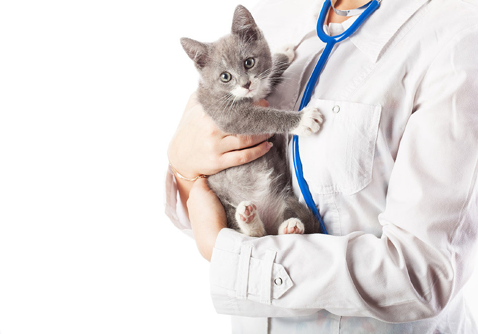 Руководство по уходу за стерилизованным котом: Что важно знать